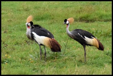 Crested Cranes